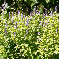 Hyssop